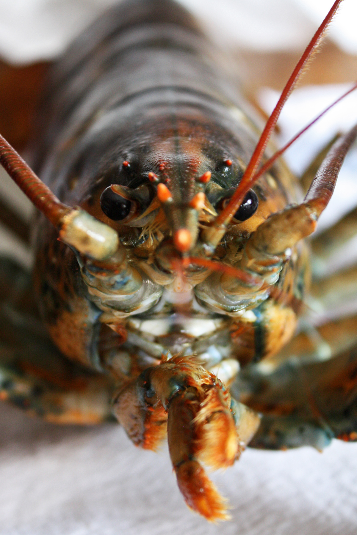 lobster-face.jpg